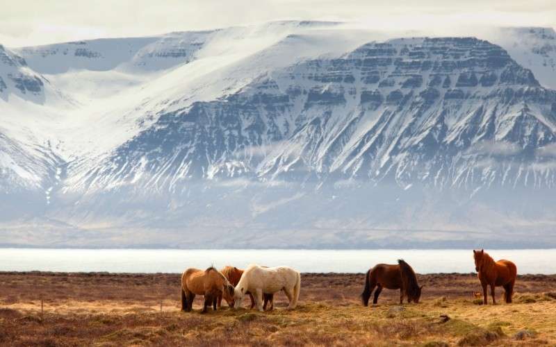 JOUR 7 : Varmahlíð – Reykholt – Borgarnes – Hvalfjörður – Reykjavík