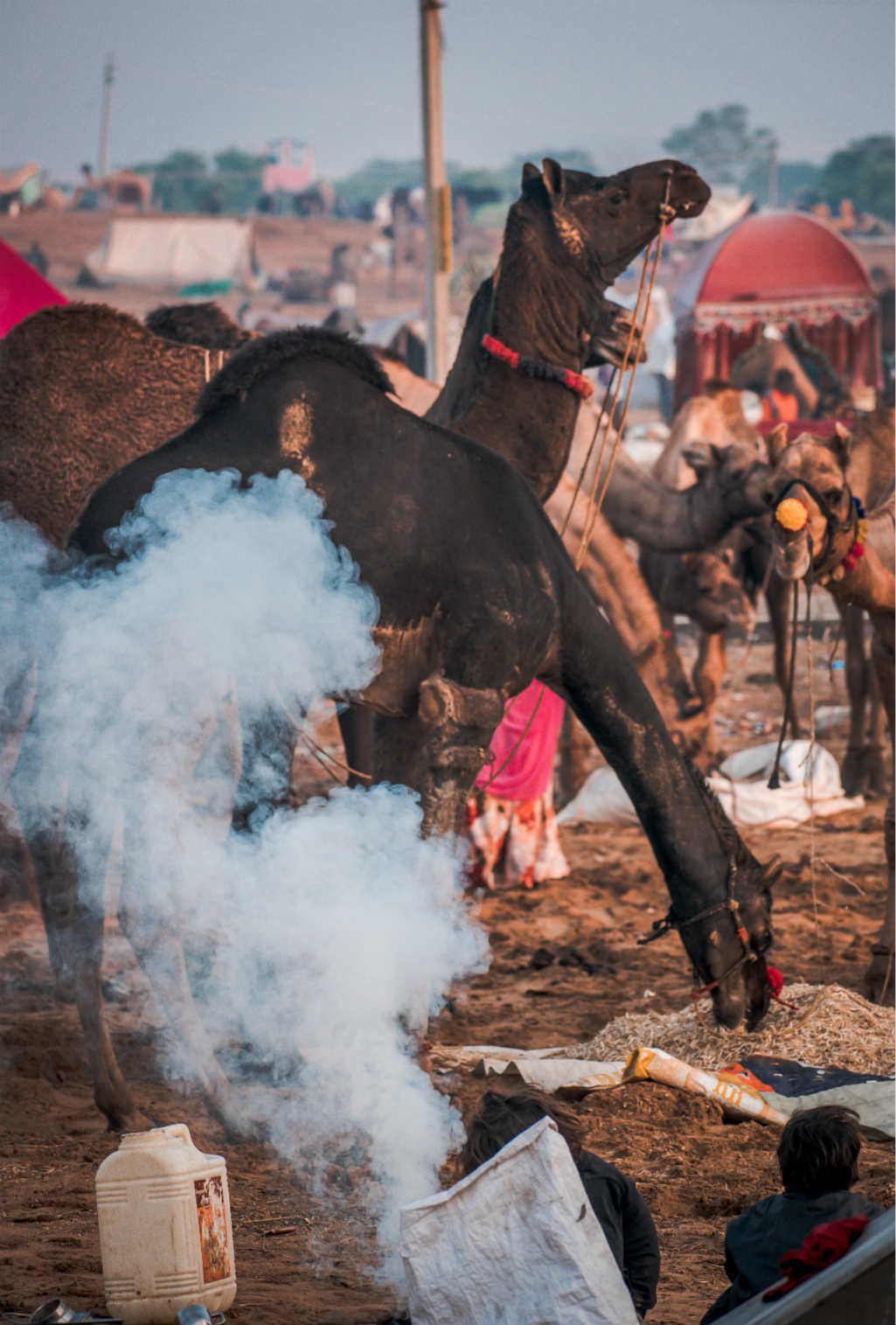 Jour 10 : Udaipur – Pushkar
