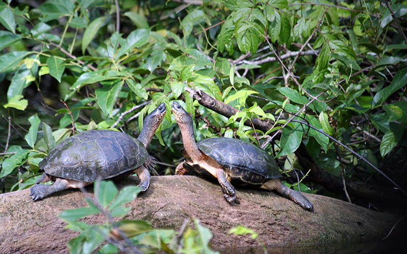 Jour 3 : Barra del Pacuare