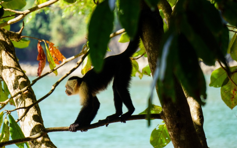 Jour 7 : A la découverte du Pacifique Central : Manuel Antonio et Dominical