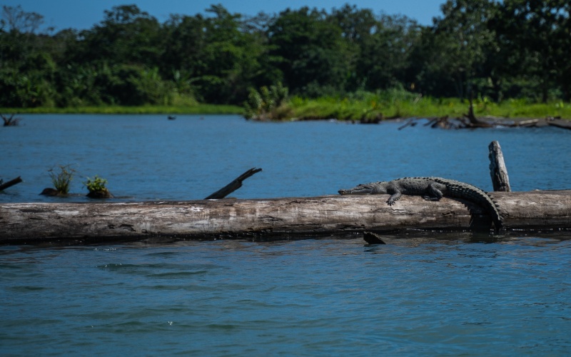 Jour 3 : Visite du Parc National Tortuguero