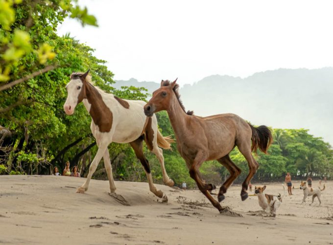 Roots Travel votre agence de voyage