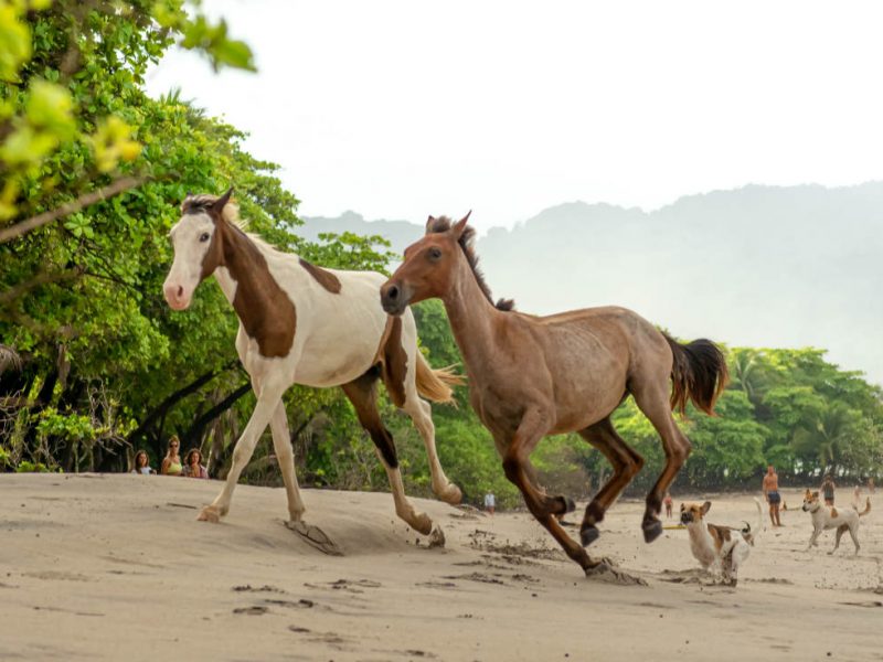 Roots Travel votre agence de voyage