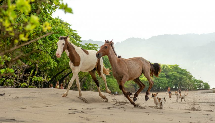 Roots Travel votre agence de voyage