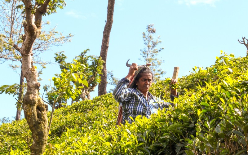 Jour 12 : Kandy – Nuwara Eliya