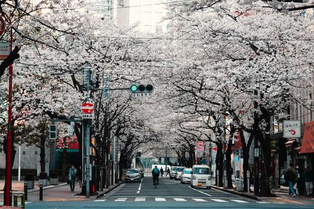 Jour 3 : Tokyo en liberté