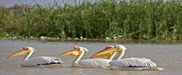 Jour 4 : Saint Louis - Réserve ornithologique de Djoudj - Saint Louis