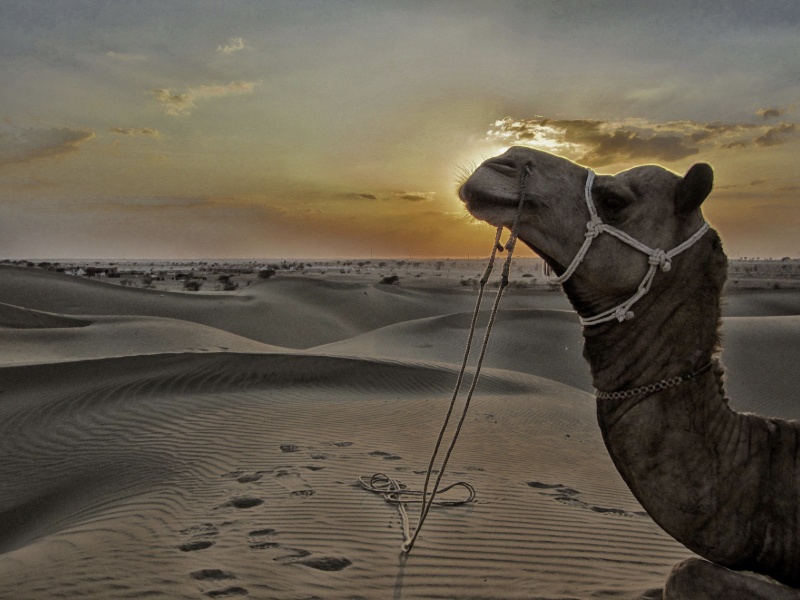 Jour 5 - MANDAWA - BIKANER (190 km –03H30 Env.)