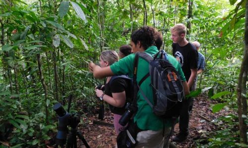 rainforest-bird-watching-hike-short-3