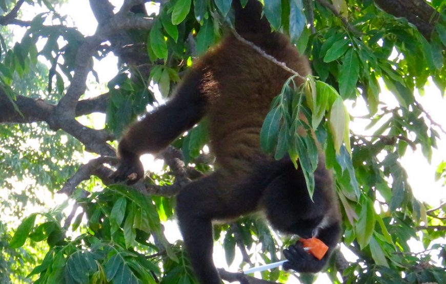 Excursion en bateau sur le canal de Barra de Pacure