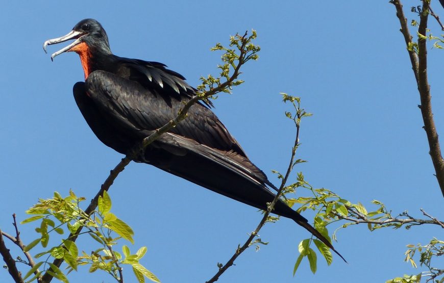 Excursion en bateau sur le canal de Barra de Pacure