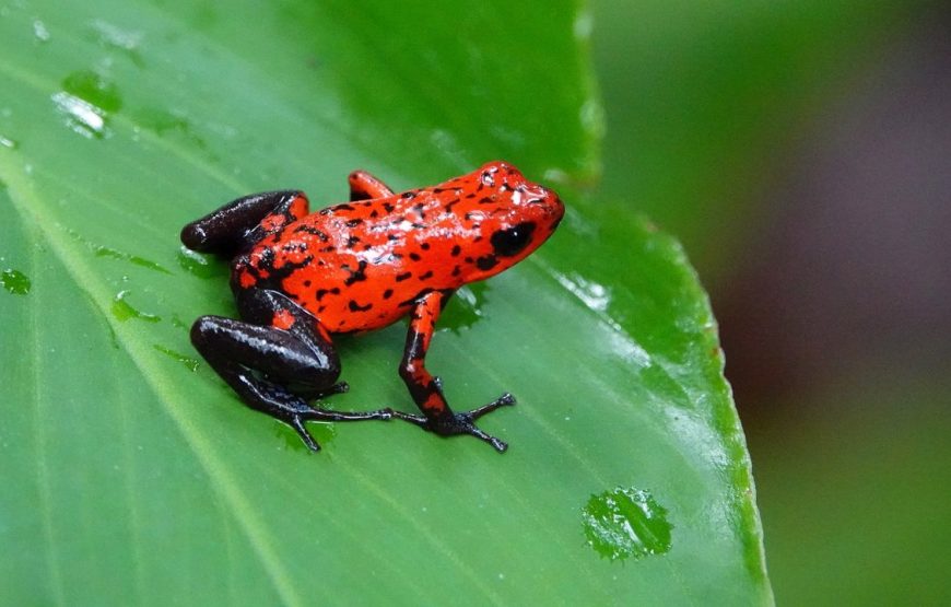 Excursion en bateau sur le canal de Barra de Pacure