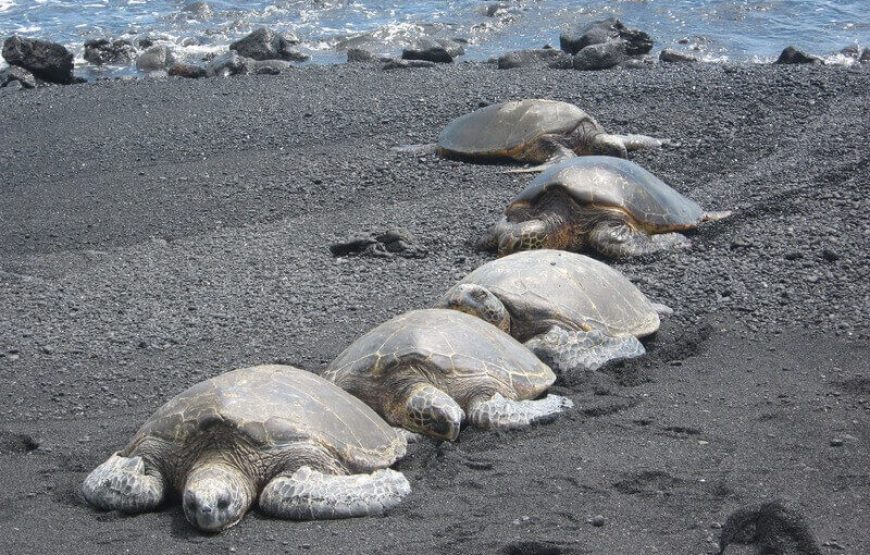 Tour d’observation des tortues près de la plage de Samara