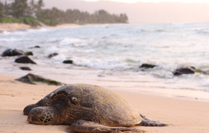 Tour d’observation des tortues près de la plage de Samara