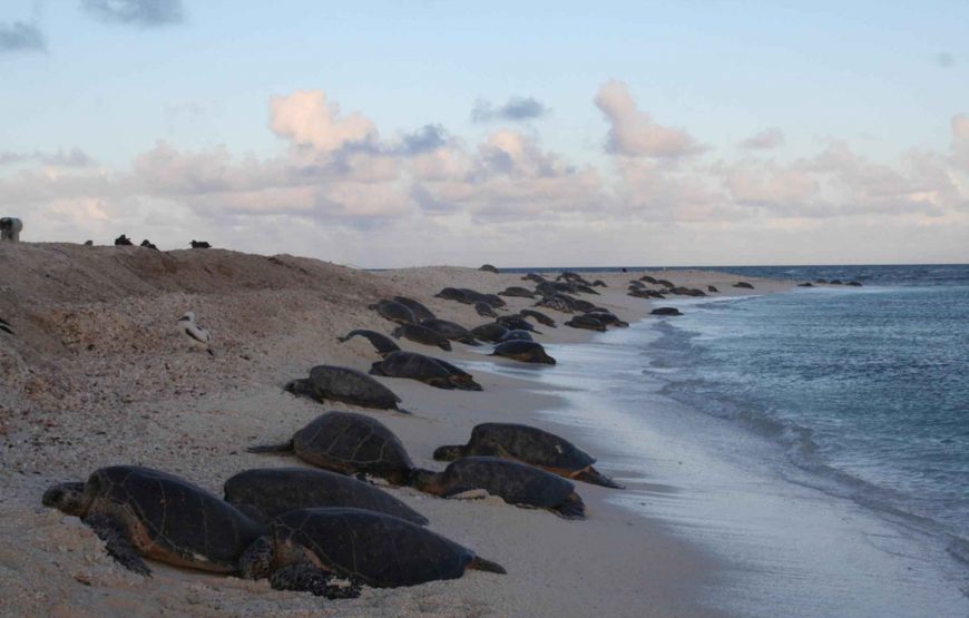 Tour d’observation des tortues près de la plage de Samara