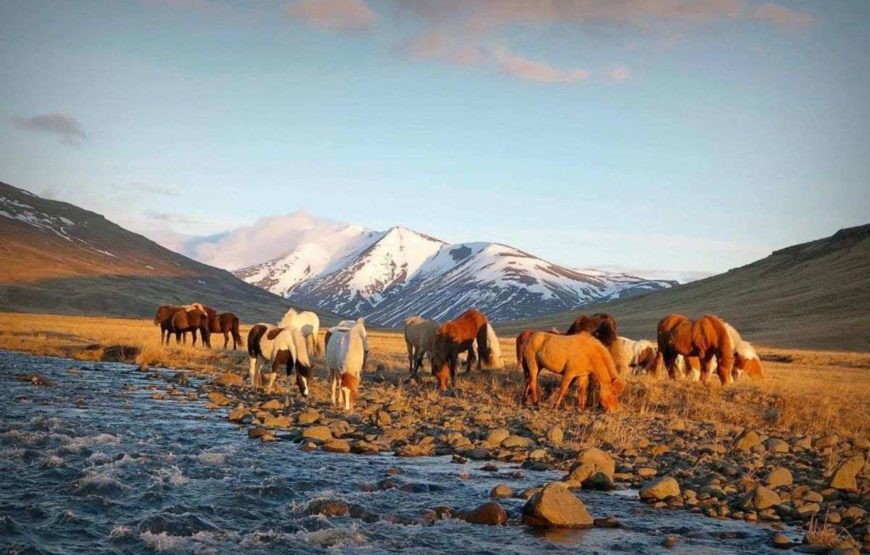 Sauðafell Guesthouse