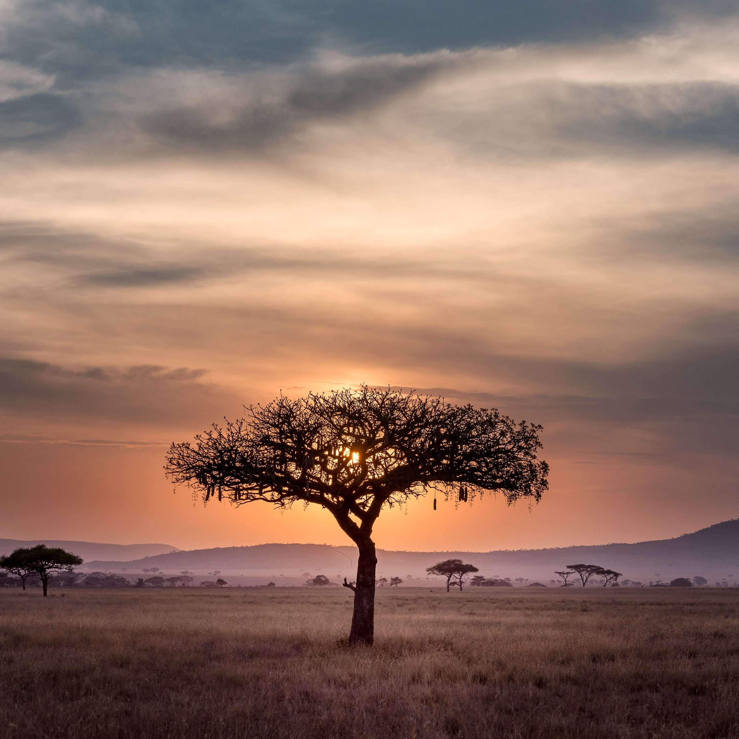 Jour 7 Masai Mara – Isebania (Kisii) - Musoma – Serengeti Katikati (8h00 de route, hors« pauses »).