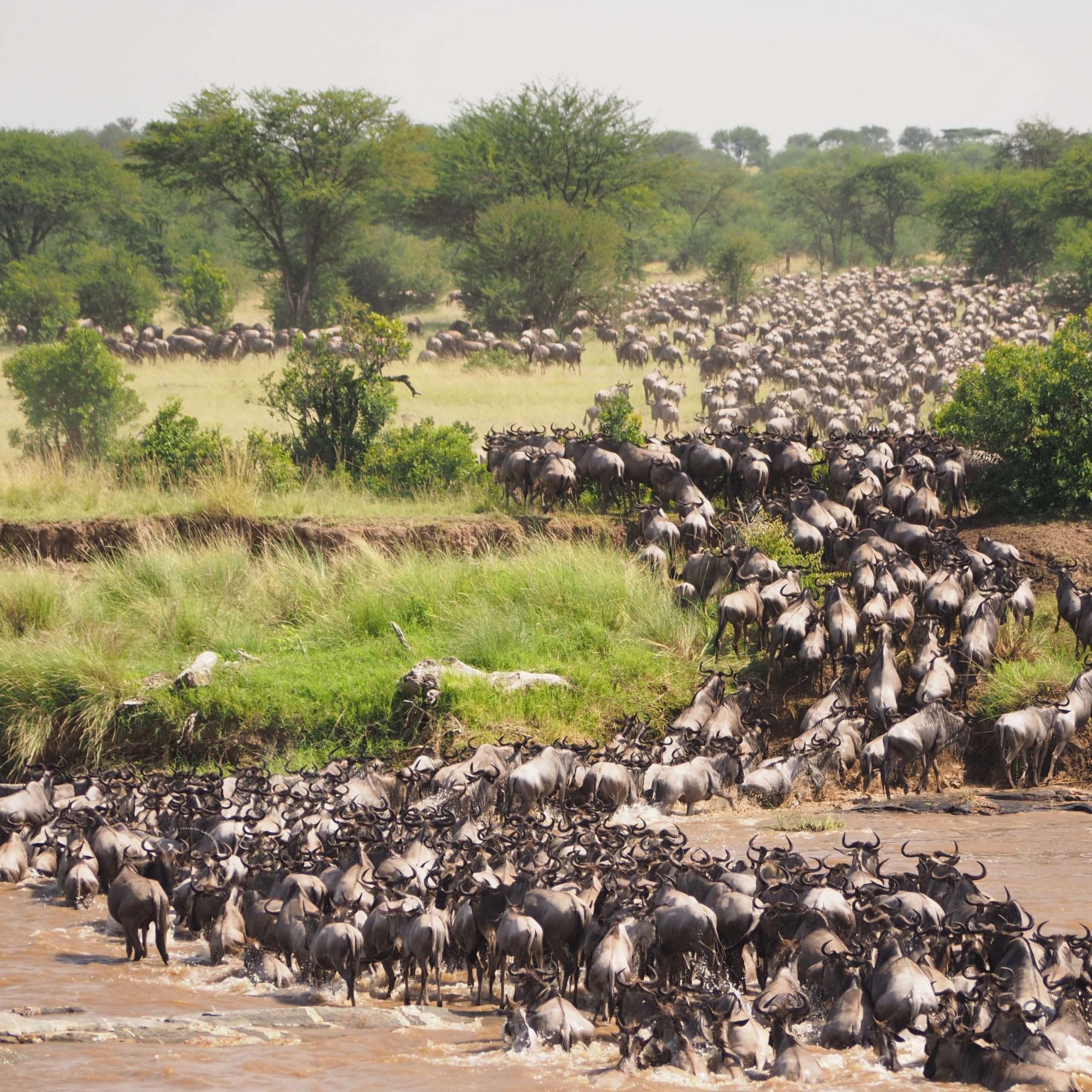 Jour 8 Serengeti katikati