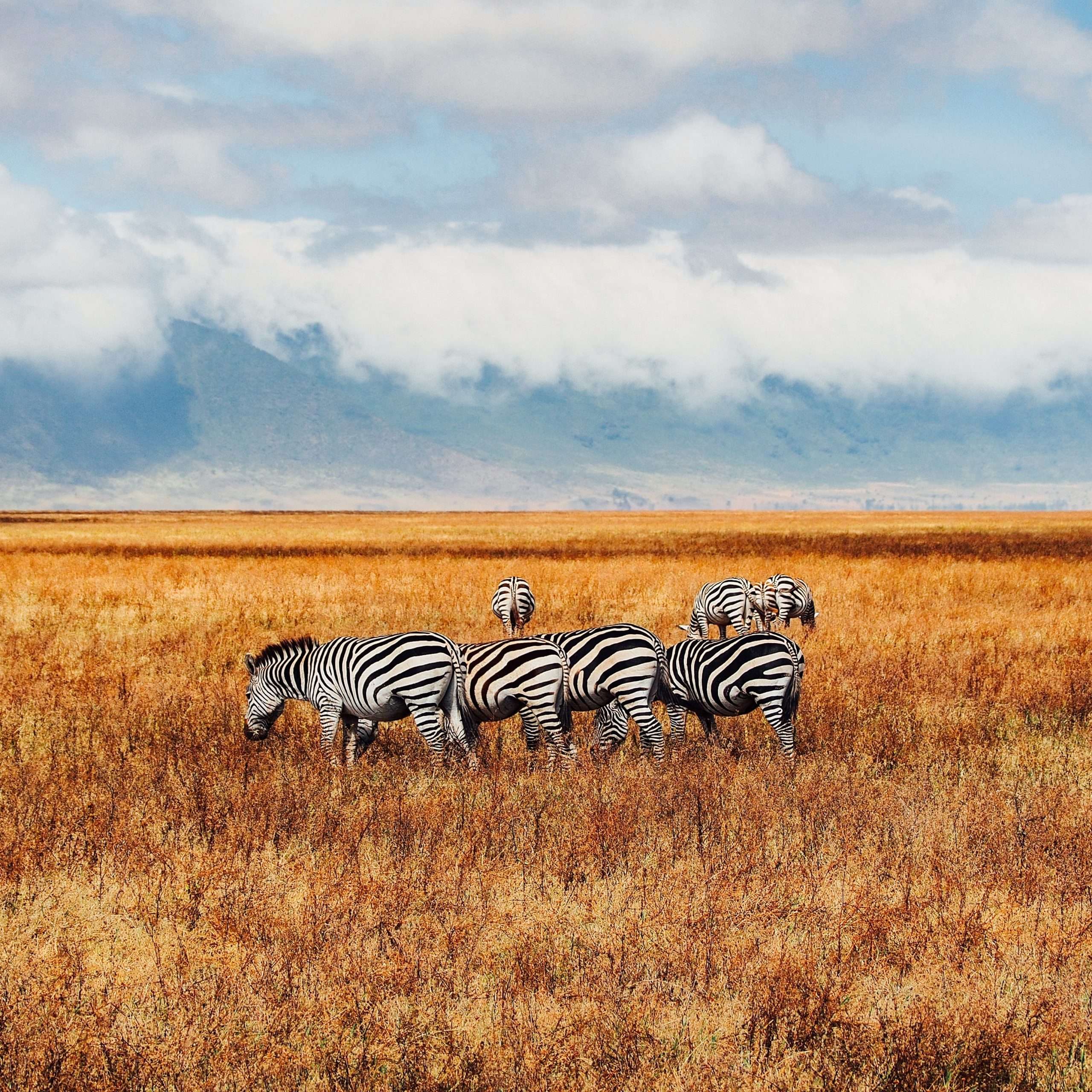 Jour 9  Serengeti - Ngorongoro