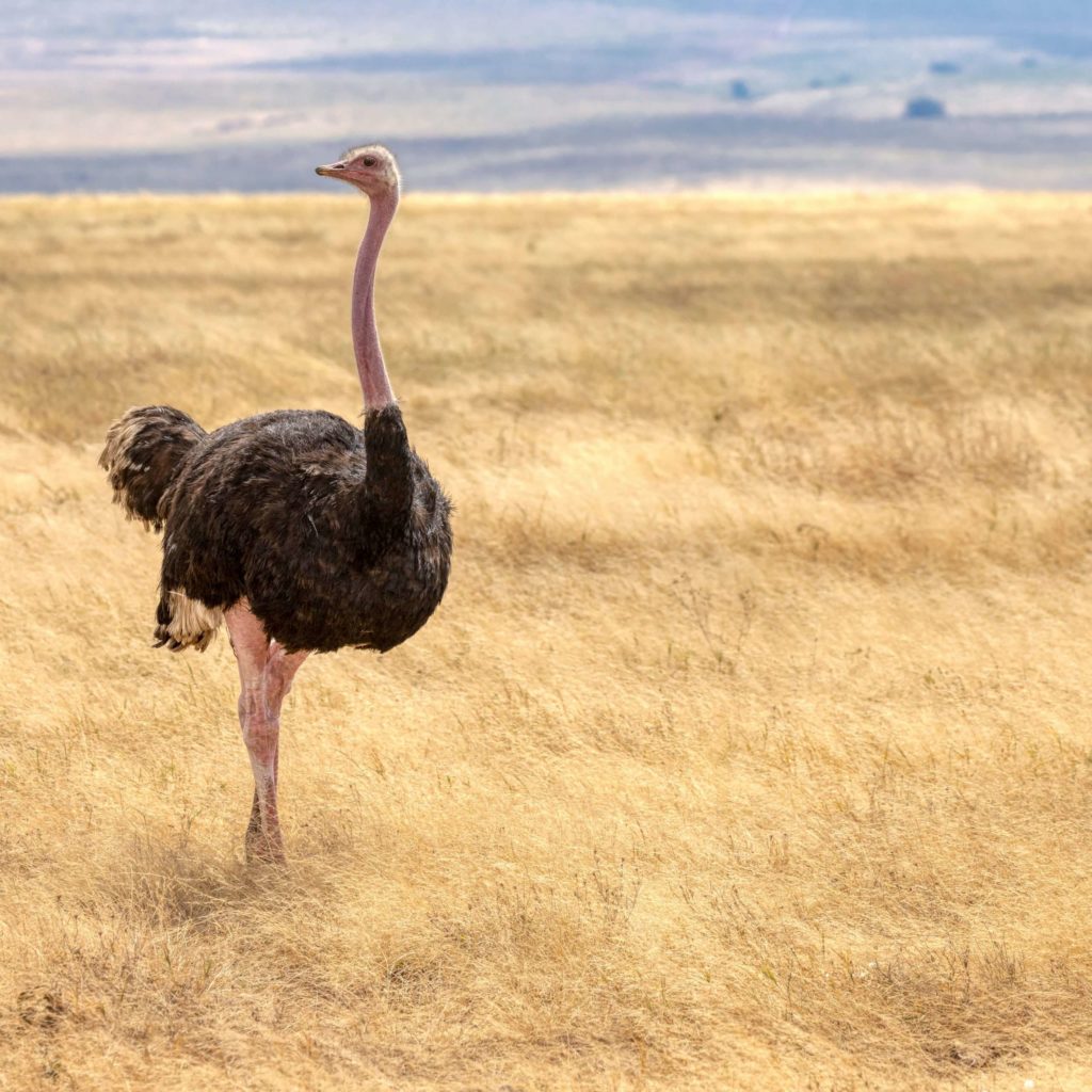 Jour 10 Ngorongoro