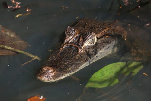 costa-rica-animals-5