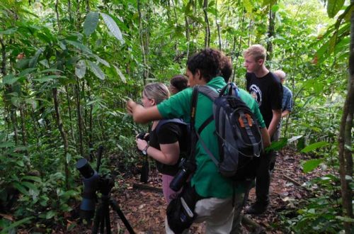 rainforest-bird-watching-hike-short-3